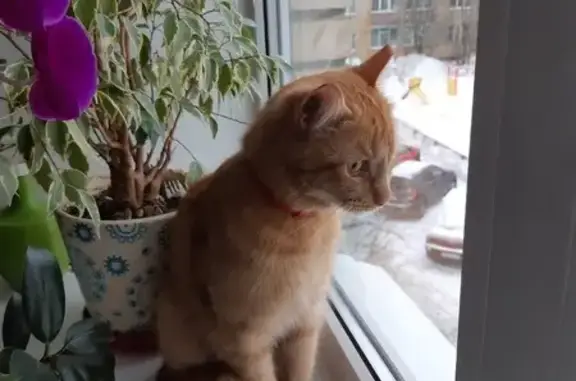 Найден рыжий кот: пр. А. Невского, 60