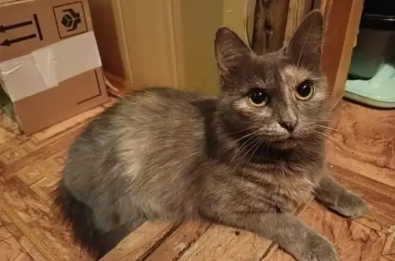 Пропала кошка Клепа, ул. Гагарина, 29