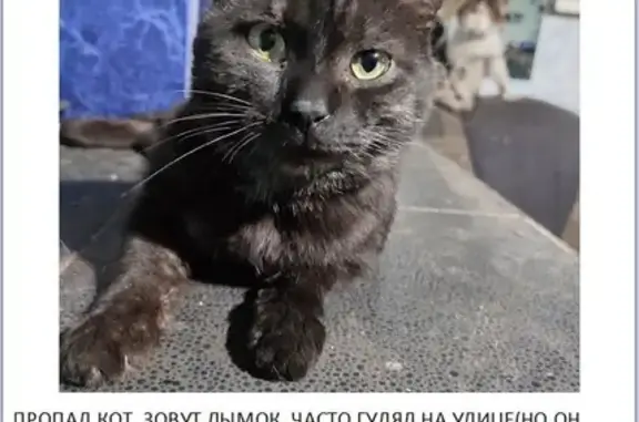 Пропала кошка: Краснооктябрьская, 29