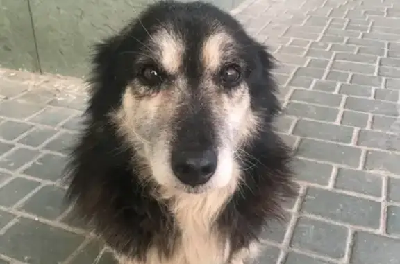 Найдена собака, Днестровская 2А, Волгоград