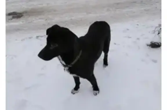 Найден пёс: Родниковая, Волгоград