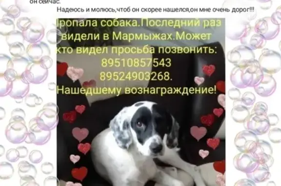 Пропала собака: д.Мармыжи, Курская обл.