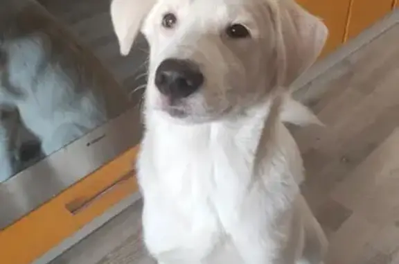 Найден пес Мальчик, Красина, 56