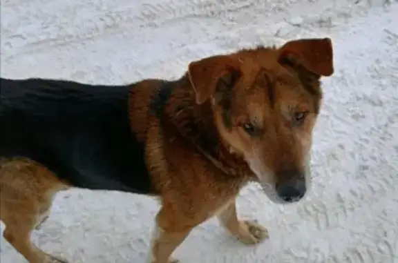 Найдена собака: ул. Пески, 18, Пенза