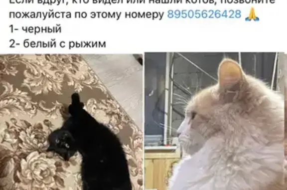 Пропали коты: Куйбышева, 23