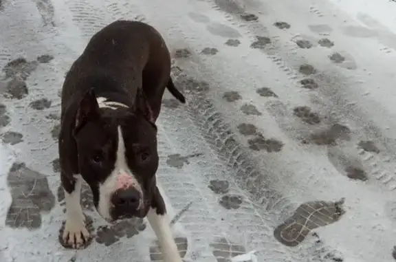 Найденные животные Ростов-на-Дону, фото: Найден пёс: Доброхимовская ул., 66