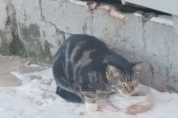 Найдена кошка: Вологодская ул., 10
