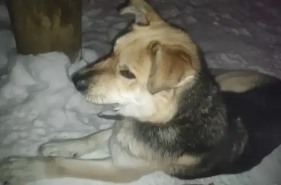 Найдена собака: Лыжероллерная, Пермь