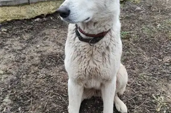 Найдена собака, ул. Суворова, Старый Крым