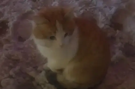 Найдена кошка на Московском ш., Самара