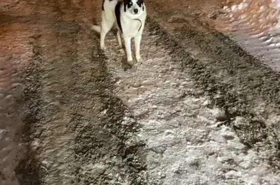Найдена собака: Вилоновская/Арцыбушевская, 71