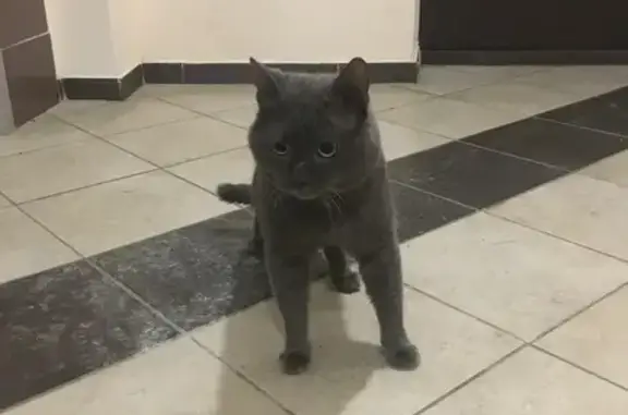 Найден кот: Московский пр-т, 126