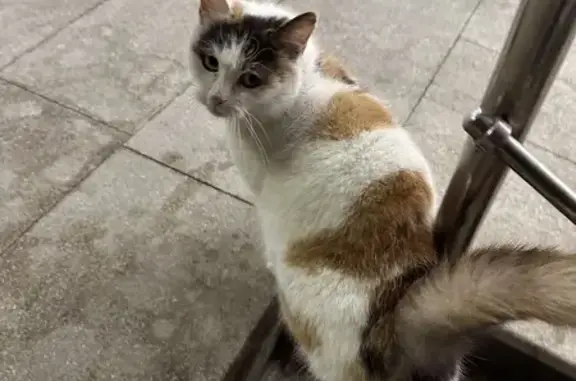 Найдена кошка, Ставропольский край