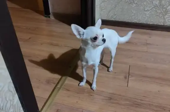 Найдена собака, Санкт-Петербург, фото: Чай Хуа найдена: Бумажная ул., СПб