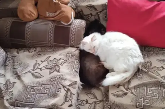 Объявления о пропавших и найденных животных, Санкт-Петербург, фото: Пропала белая кошка, Выборгское ш.