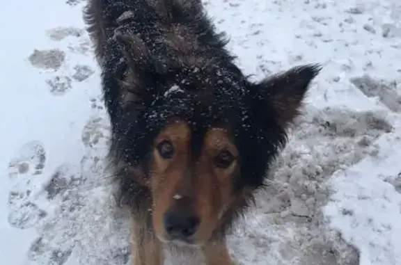 Найдена собака в Ховрино, Петрозаводская