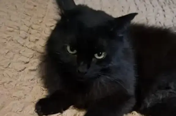 Найдена черная кошка, ул. Эшкинина