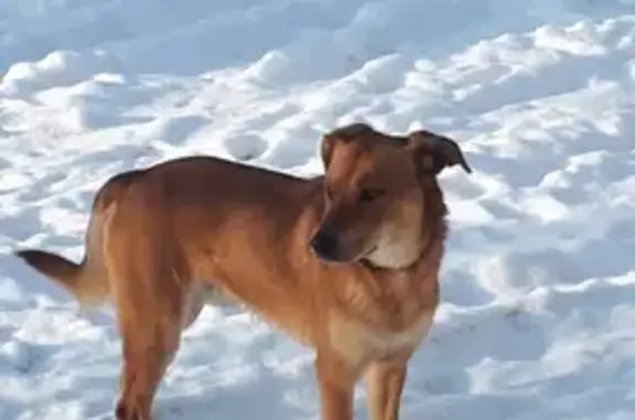 Найдена рыжая собака, ул. Степанова