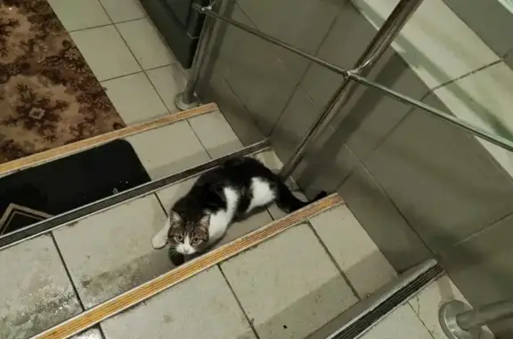 Кошка в подвале, Большая Внуковская