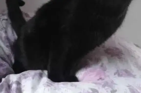 Пропала черная кошка, ул. 50 лет ВЛКСМ, 45
