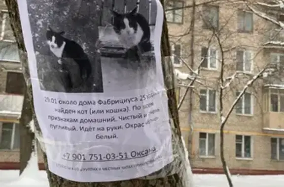 Найдена кошка: Фабрициуса, 25 к1
