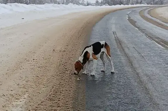 Собака найдена у Балтая, бежит