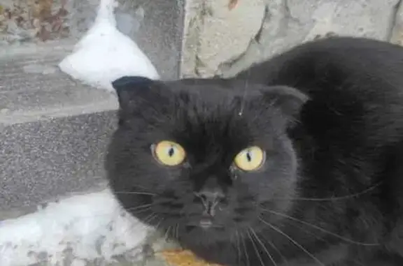 Чёрный кот найден, Нижегородская обл.