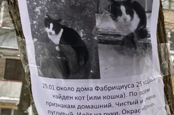 Найдена кошка на ул. Фабрициуса, 25 к1