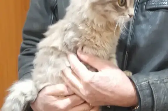 Найдена кошка: Ленинградская, 131А