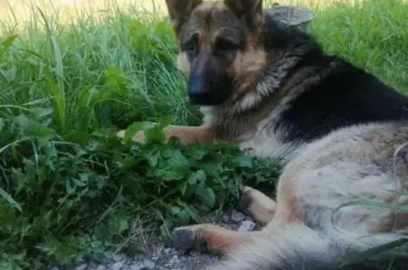 Пропала собака в Красном Боре, Смоленск