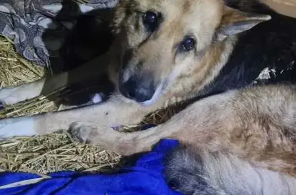 Найдена собака: Радия Нутфуллина, 7