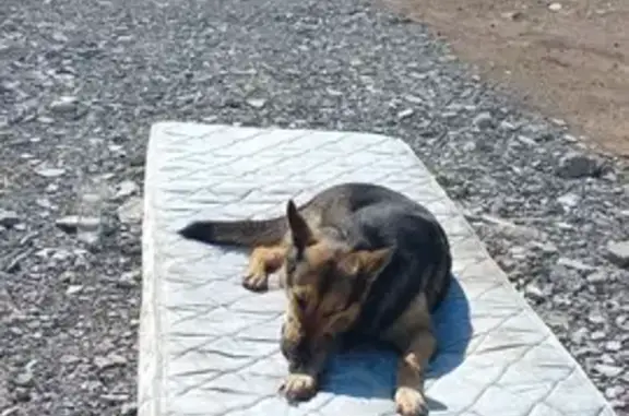 Пропала собака в Оверятах, Пермский