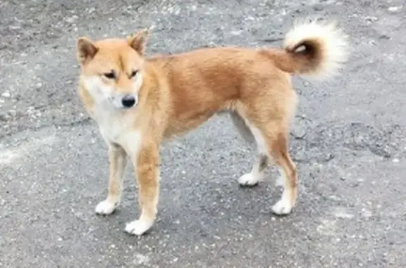 Найдена собака: ул. Компрессорная, Краснодар