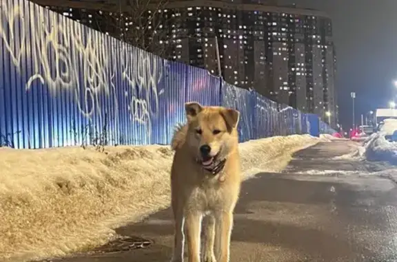 Найдена собака на ул. Рубцова, Парголово