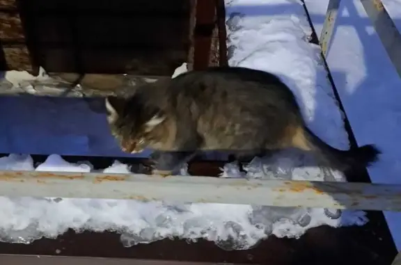 Найдена кошка в Стерлитамаке