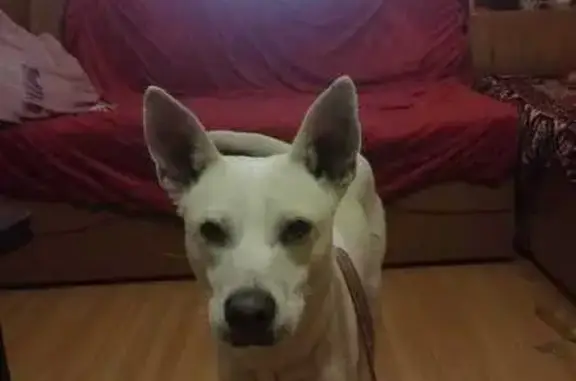 Собака найдена: Дзержинского, 51