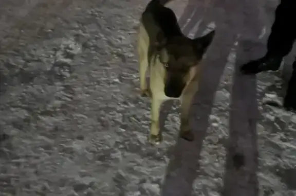 Найдена собака, Сахаровское ш. 32Г
