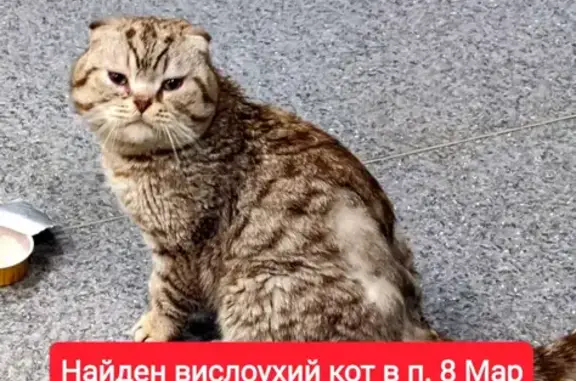 Найден говорливый кот, Уфа, Защитников 6