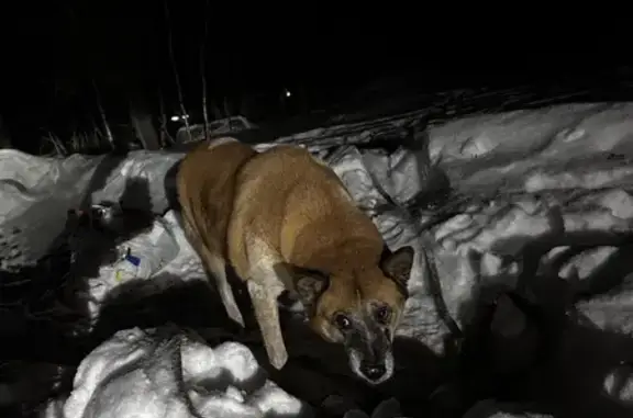 Найдена собака у трассы, 35 км, Кедровое