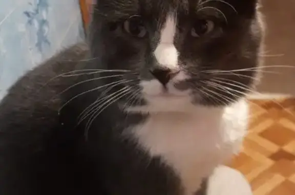 Собаки потеряшки, Гололобово, фото: Потеряшка Мальчик, Гололобово, МО