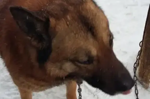 Пропала собака на Гайве, Пермь