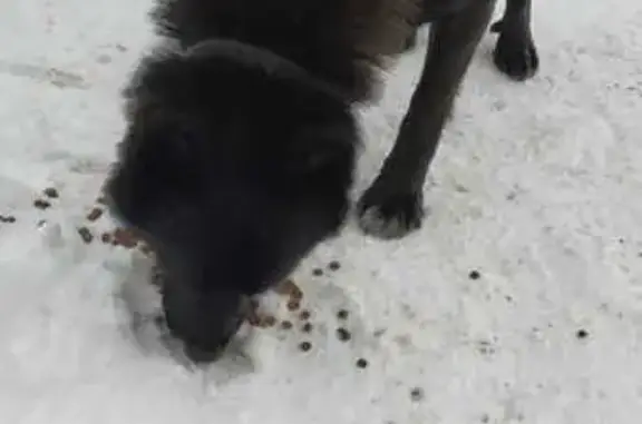 Найден пёс, Гремячий Лог, Пермь