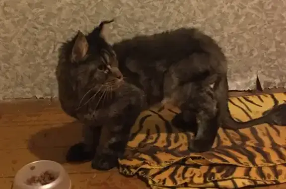 Найдена кошка Майкун ул. Островского, 29А