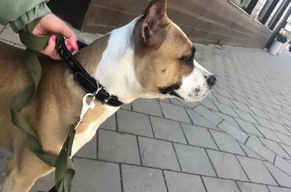 Найдена собака: ул. Тургенева, Краснодар