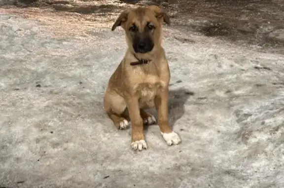 Собака найдена: Горбатова, 18, Брянск