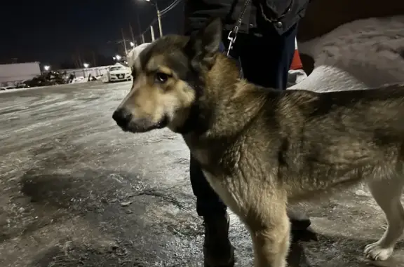 Найдена собака на Фрунзе, 108