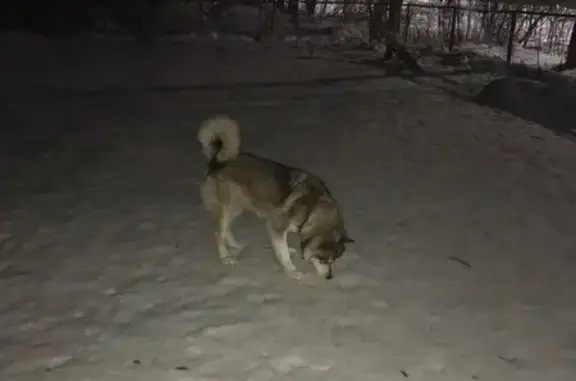 Найдена собака в Великом Новгороде