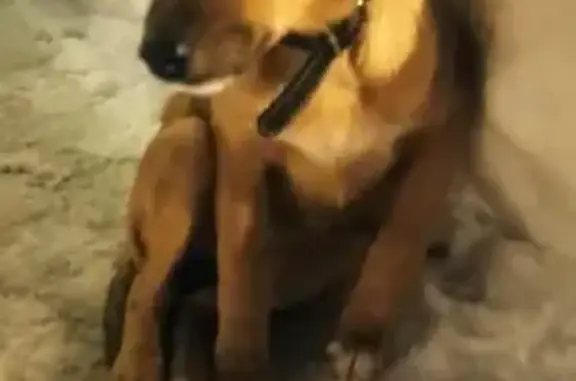 Найдена собака возле оптики на Первомайской