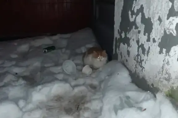 Найдена кошка ул. Полбина, 52