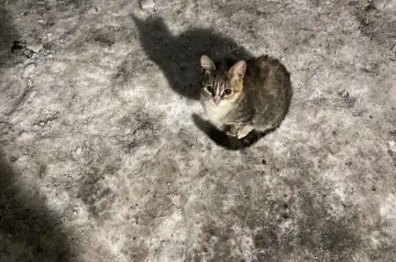 Найдена кошка, ул. Чкалова, 27